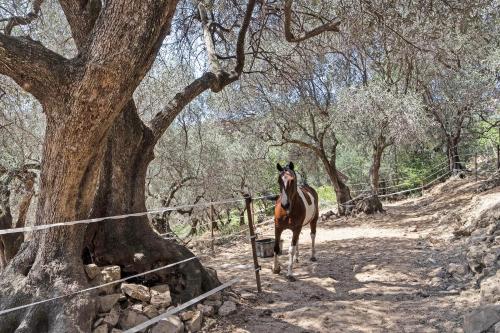 Άλλα ζώα σε αυτή η παραθεριστική κατοικία ή στη γύρω περιοχή
