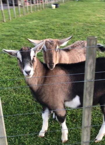 two goats standing next to a wire fence at Cosy Country Stay B&B in Matamata