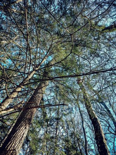 a view from the ground looking up at trees at Domaine du Val Sauvage in Langeais