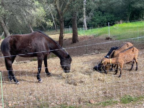 a horse and a cow eating hay behind a fence at Bastide de Ruety in Sillans-la Cascade