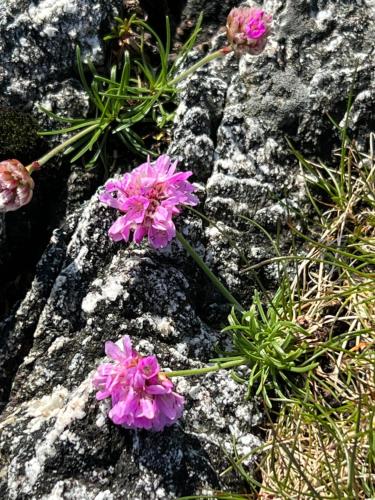 two pink flowers sitting on top of a rock at Torvholmen in Fosnavåg