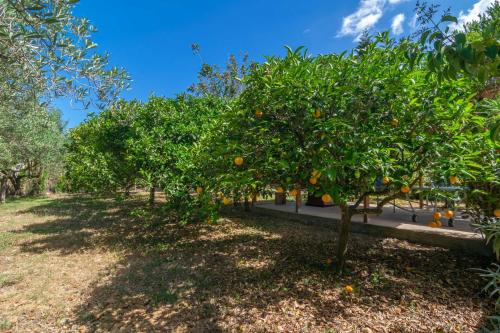 a group of orange trees in a park at Pili in Felanitx