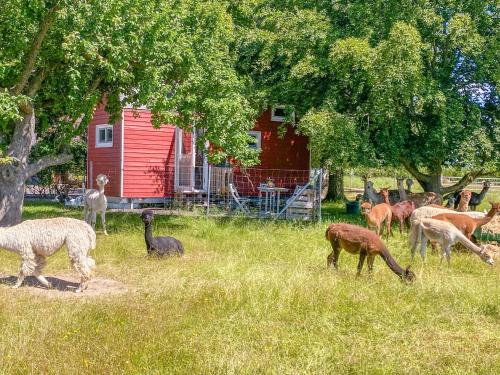 a group of animals grazing in a field with a red barn at Tiny House auf der Alpaka Farm in Rubkow