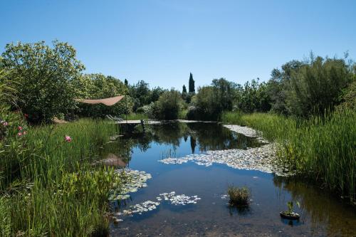 a small pond with lily pads in the water at Altanure Casa Terra - Ecological Boutique Stay in Tavira