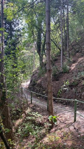 a dirt road in a forest with a fence at Residence Dalco Suites & Apartments in Limone sul Garda