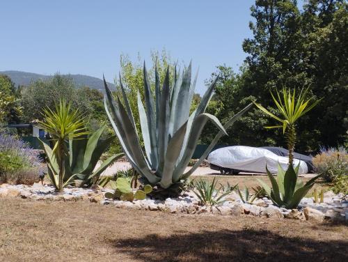 a group of plants in a yard with a tent at Villa Flora Superior Apartment in Cabris