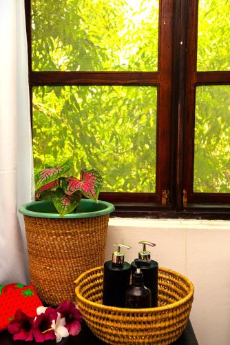 a window with a plant in a basket and a flower at Daima Villas in Jambiani