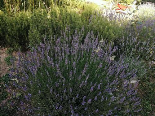 Κήπος έξω από το Flora