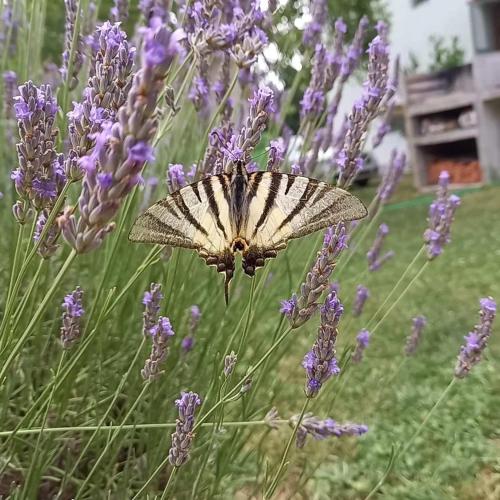 Κήπος έξω από το Flora