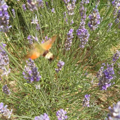 Κήπος έξω από το Flora