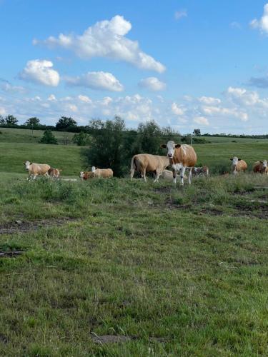 a herd of cows grazing in a field of grass at Naturnahes, neu möbl.Apartment, hundefreundlich in Neu Gaarz