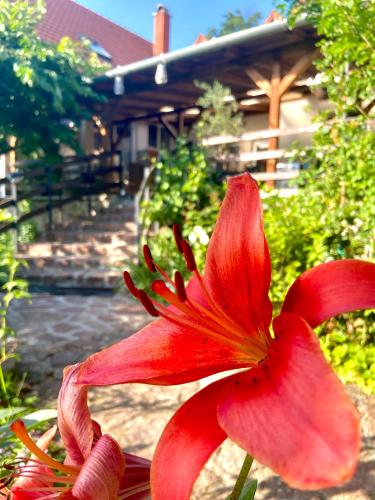 a red flower in front of a house at Goldschmiedt Vendégház in Pálköve