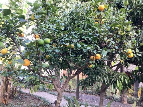 an orange tree with lots of oranges on it at Maison entière ChezSoa, antananarivo in Andoharanofotsy