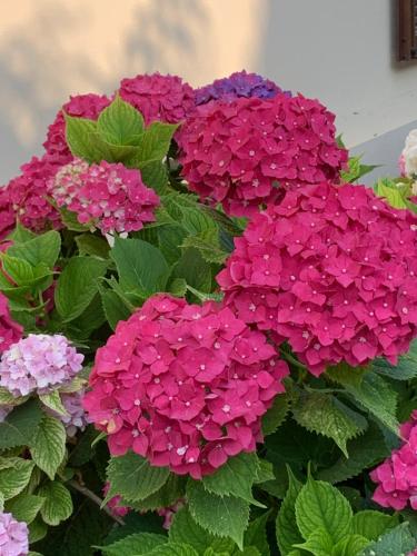 Ein Haufen lila Blumen mit grünen Blättern in der Unterkunft Cascina La Corte in Neive