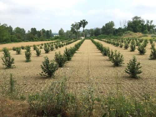 Una fila de árboles de Navidad en un campo en Cascina La Corte, en Neive