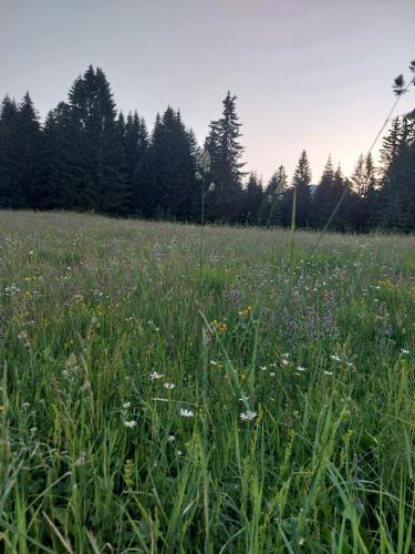 a field of tall grass with flowers and trees at Šumski raj in Žabljak