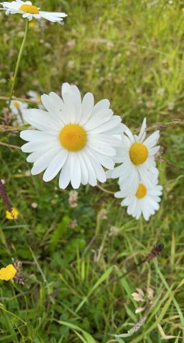 three white flowers in a field of grass at Kathleen's Carrowkeel Cottage in Sligo