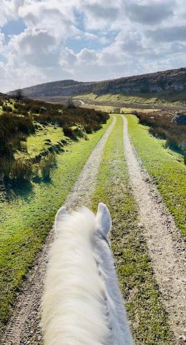 a white horse walking down a dirt road at Kathleen's Carrowkeel Cottage in Sligo