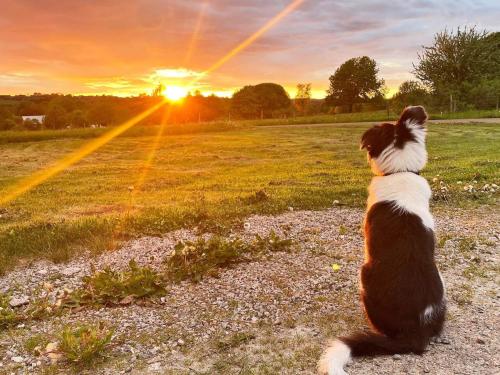 ファルシェーピングにある4 person holiday home in FALK PINGの夕日を眺めながら野原に座る犬
