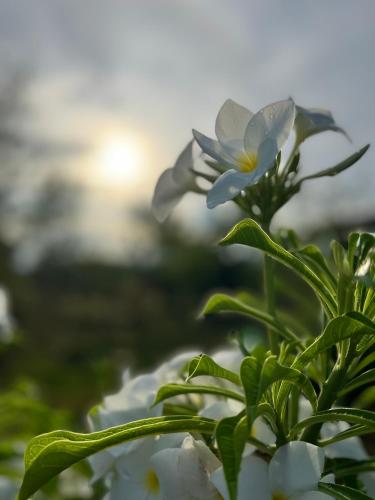 a blue and white flower on a plant at La Plumerias in Moalboal