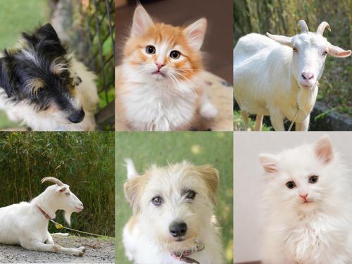 a collage of photos of animals and a dog at 湯迫温泉旅館 in Ōda