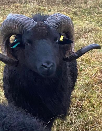 a black ram with horns standing in the grass at Unique luxurious cabin on sea view working croft in Garrabost