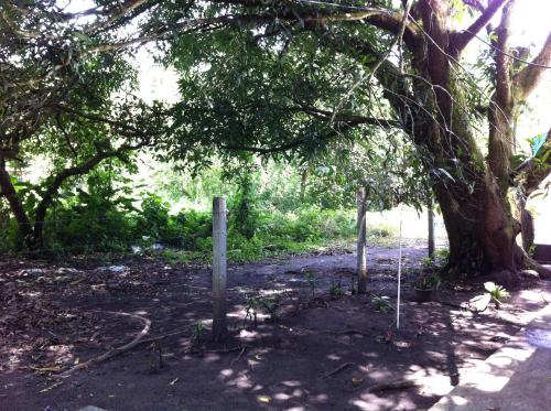a tree with three poles in the shade of it at Hotel El Icaco Tortuguero in Tortuguero