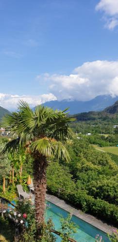a palm tree next to a swimming pool at Casa Aries & Studio Aurora, Cavigliano in Cavigliano