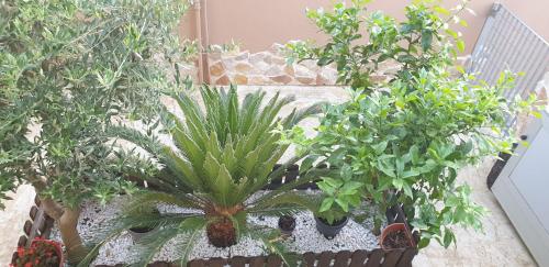 a bunch of plants in pots on a balcony at Masangy's Studio in San Giacomo degli Schiavoni