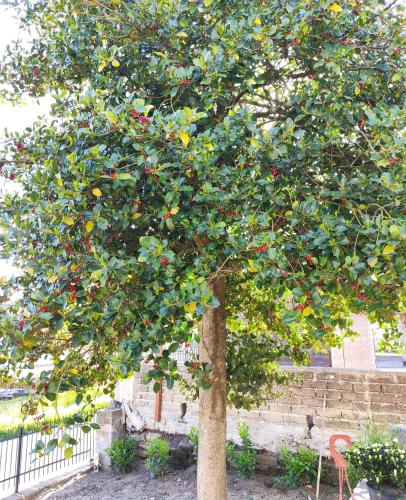 a tree with lots of fruits on it at Gli Agrifogli in San Lorenzo Nuovo