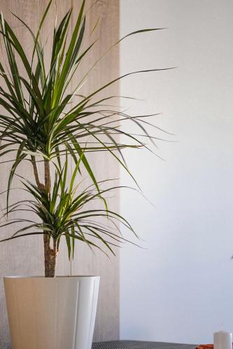 a plant in a white vase sitting on a table at Allure Apartments in Ulcinj