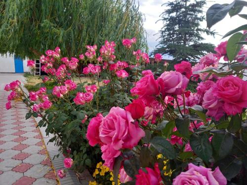 Zahrada ubytování Guest House Shirin