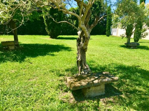 a tree sitting on top of a stone bench at Mas Amandine in Cavaillon