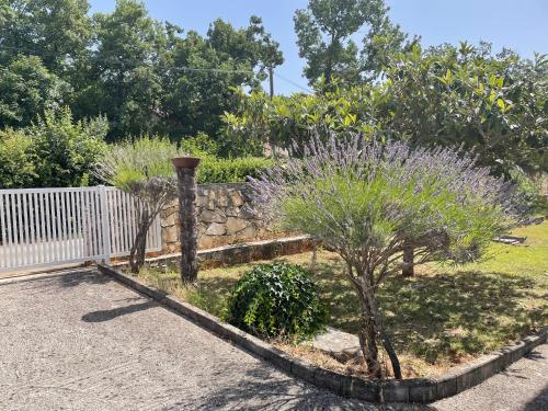 um jardim com plantas roxas e uma cerca em Valica Gardens em Savudrija