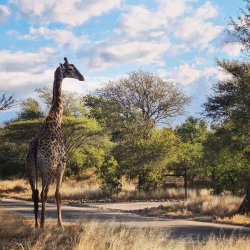 a giraffe standing in the middle of a road at Leopard's Lair Bush Lodge in Hoedspruit
