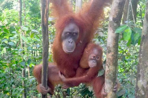 a monkey and its baby sitting in a tree at Brown Bamboo Bukit Lawang in Bukit Lawang