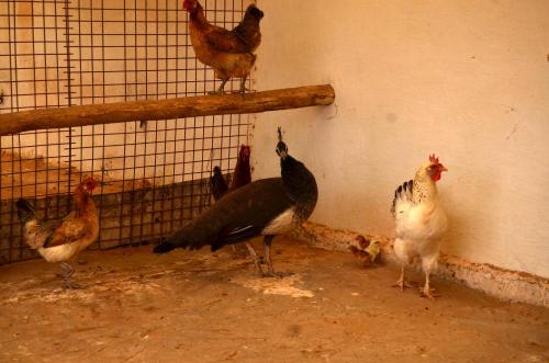 a group of chickens standing in a cage at Ranch Tanit Djerba in Midoun