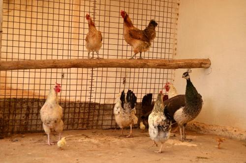 a group of chickens standing in a cage at Ranch Tanit Djerba in Midoun