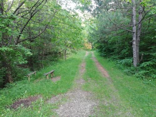 a dirt road with a bench in a forest at Vikend kuća Ivković in Rudnik Kačerski