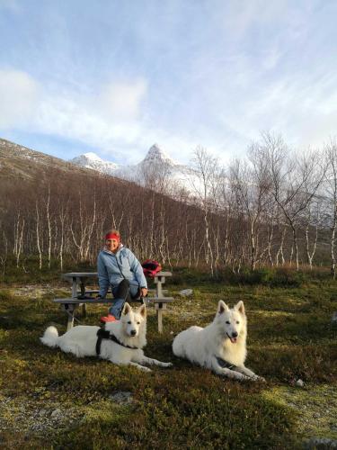 a person sitting on a picnic table with two dogs at Aline's Stue, B&B Utskarpen in Fuglstad