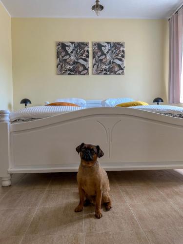 a pug dog sitting in front of a bed at Resort LUFT Sněžník in Sněžnik