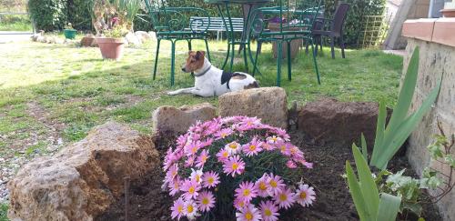 a dog sitting on the grass next to some flowers at La cascina della grotta di tufo in San Valentino