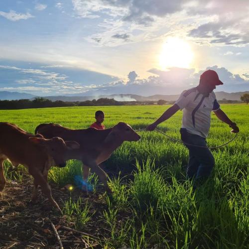two boys are standing in a field with two cows at Hacienda Villa Liria in Hobo