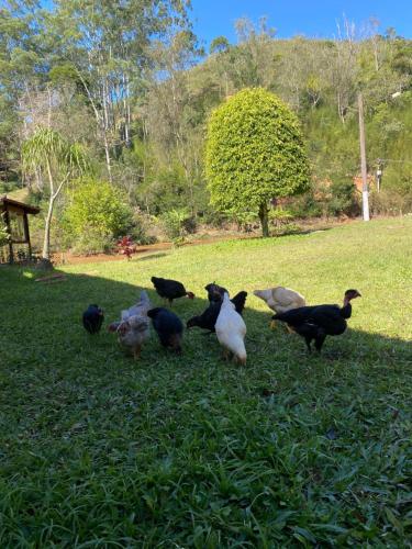 a group of ducks standing in the grass at Hotel Fazenda Bonanza in Engenheiro Paulo de Frontin