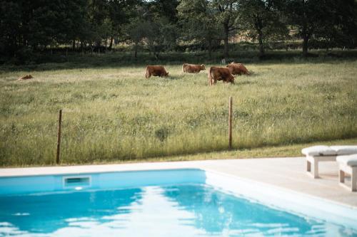 un groupe de vaches pacant dans un champ à côté d'une piscine dans l'établissement Quinta do Rio Noémi, à Guarda