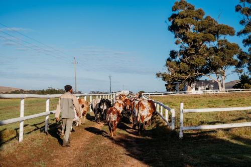 a man walking down a dirt road with a herd of horses at White Water Farm in Stanford