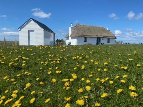a field of flowers in front of a house at Cuir na Bhoir in Clachan