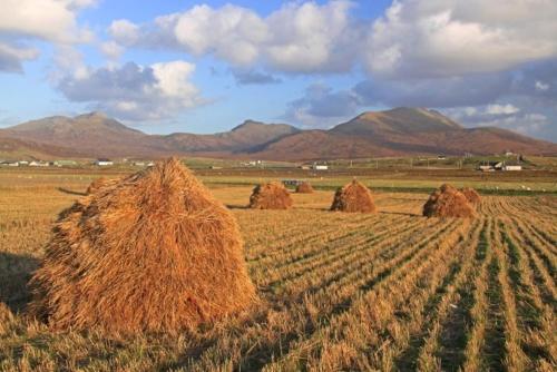 a group of hay stacks in a field at Lingeigh in Pollachar