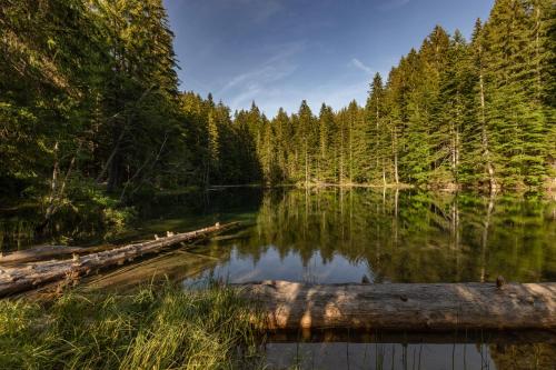 a log laying on the water in a forest at Almhütten Sonnblick & Almfried in Sonnenalpe Nassfeld