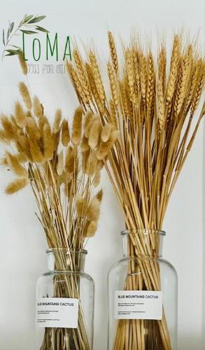 three glass vases filled with dried wheat germ at LOMA in Hagoshrim